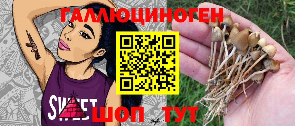 Псилоцибиновые грибы прущие грибы  купить закладку  Ахтубинск  Галлюциногенные грибы GOLDEN TEACHER 